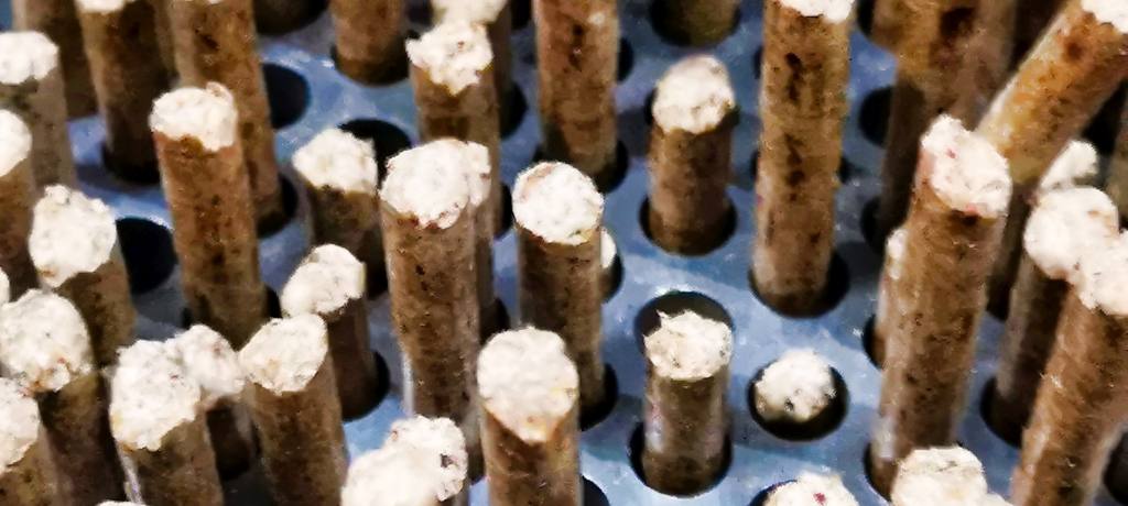 ring die pellet mill